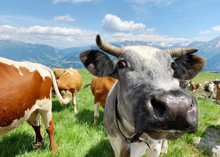 Schneekarhuette 호텔 메이른호픈