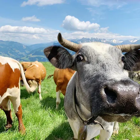 Schneekarhuette מלון מאיירהופן